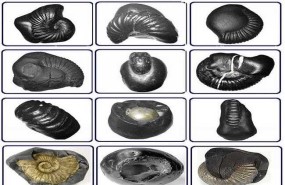 Shaligram